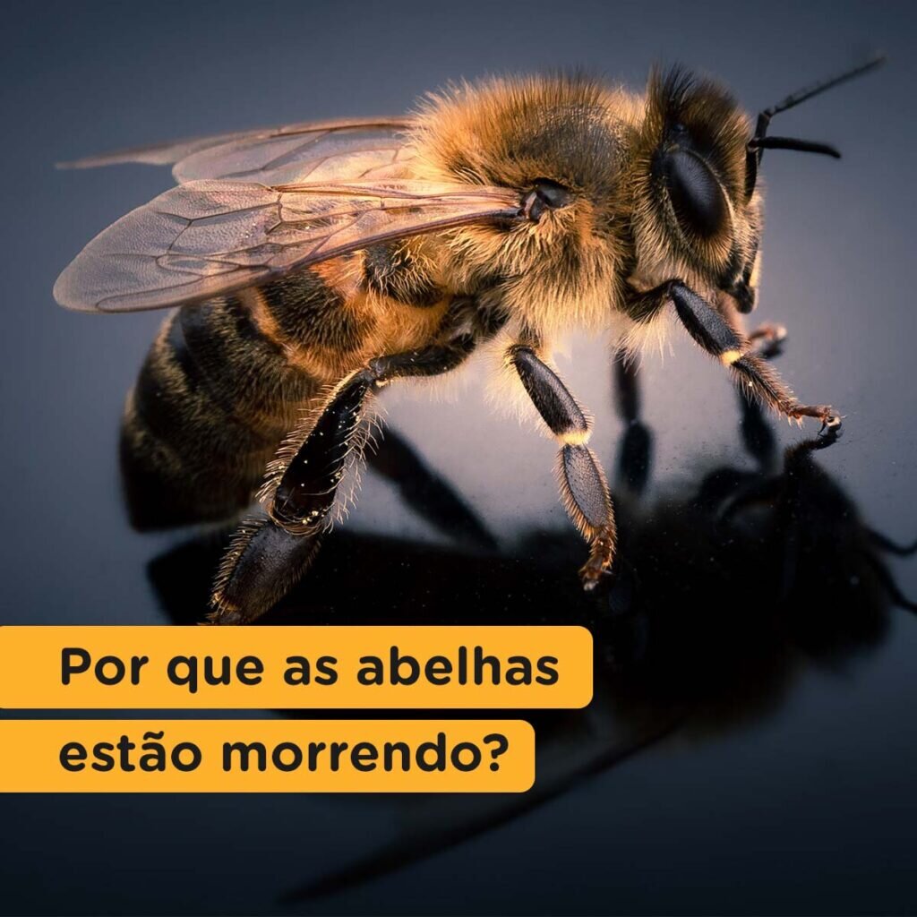 01 10 Por que as abelhas estao morrendo