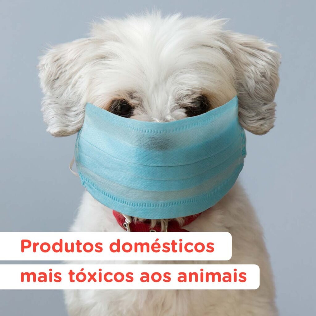 12 11 Produtos domesticos mais toxicos aos animais