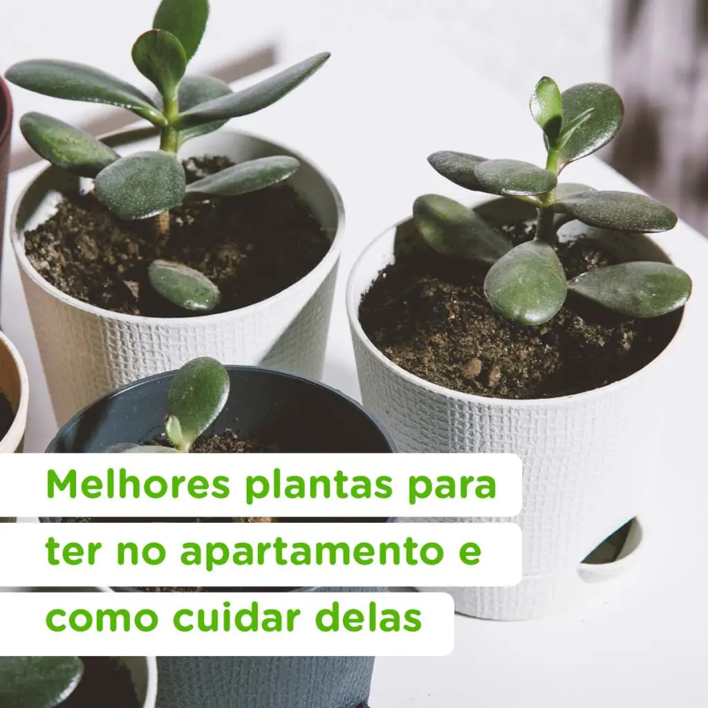 5 plantas ideais para apartamento; saiba como cuidar - 28/10/2022 - Tudo +  um pouco - Folha