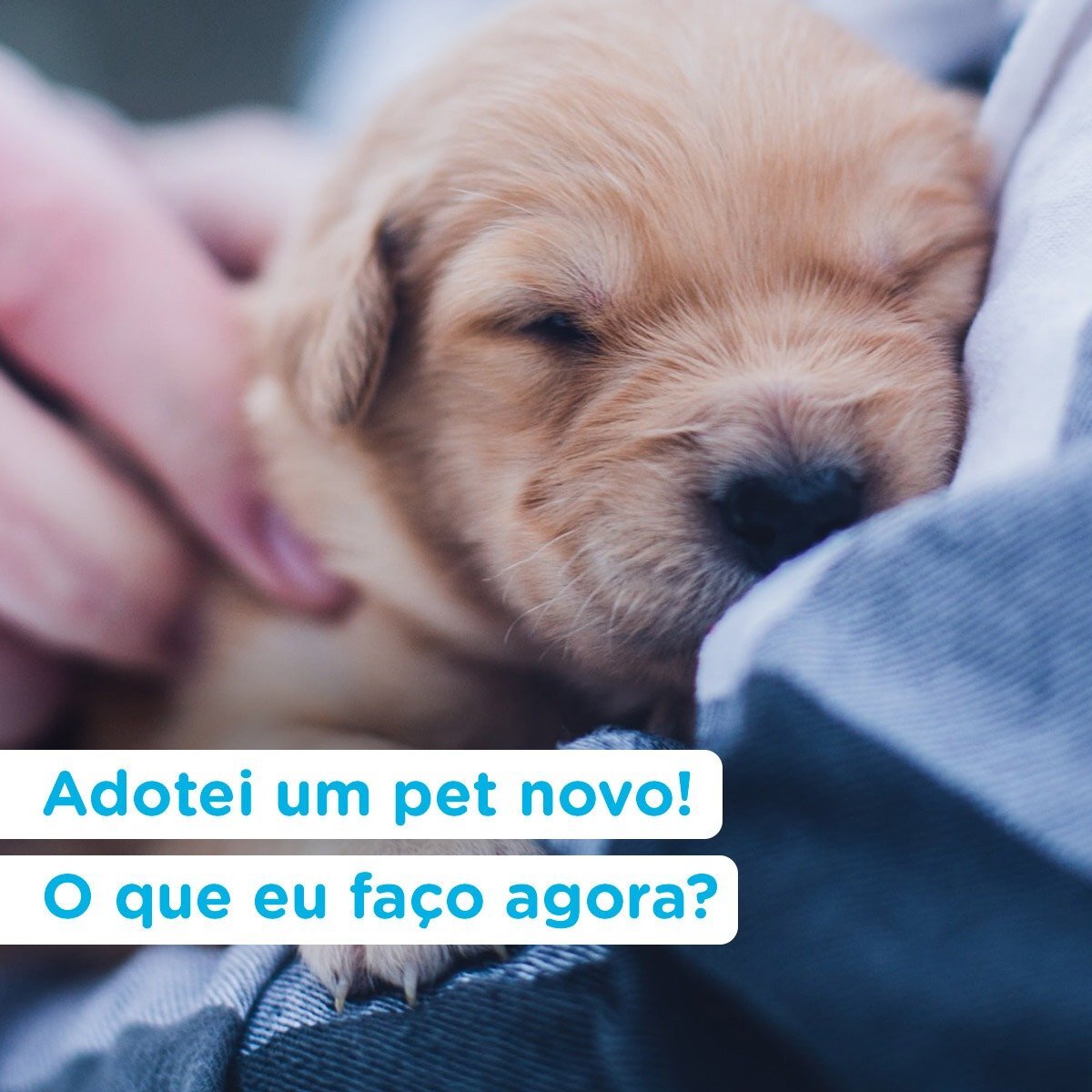 Será que seu pet é feliz? • It Pet Blog