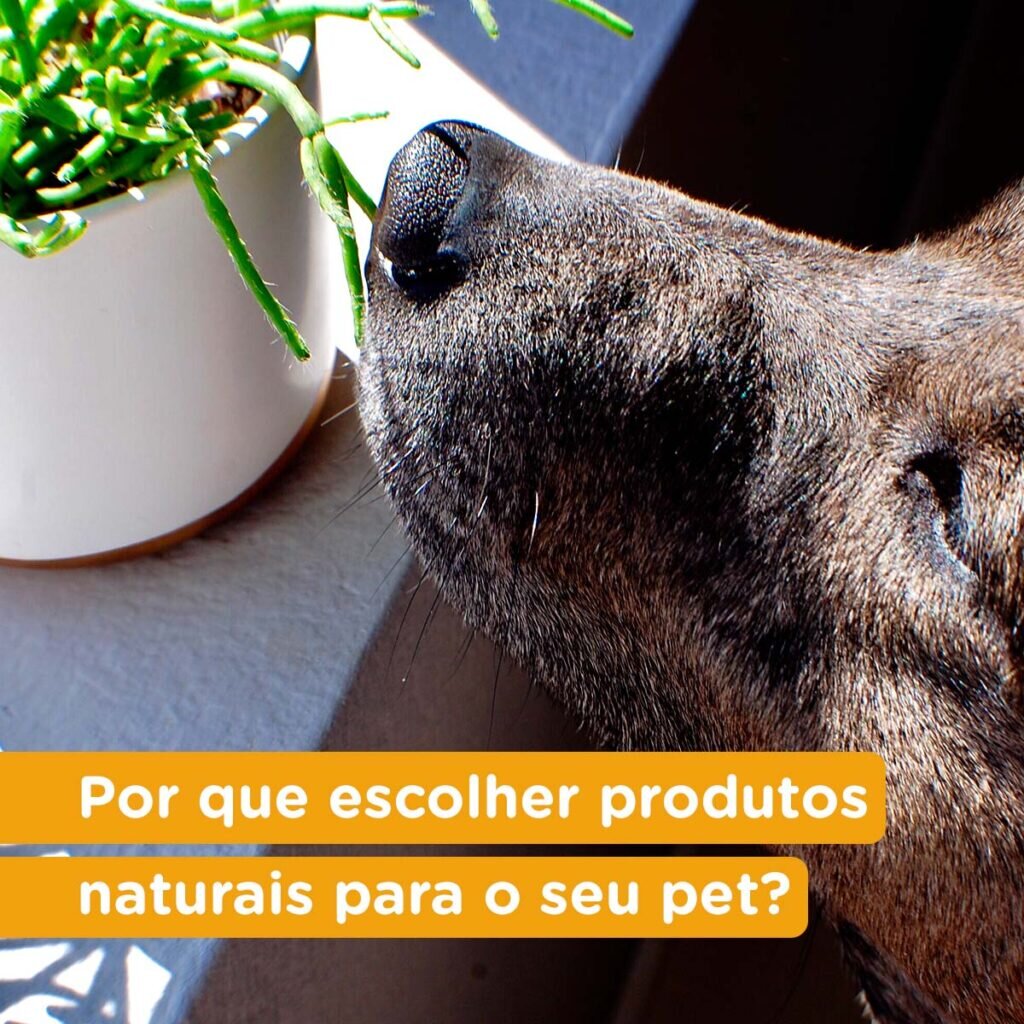 26 01 Por que escolher produtos naturais para o seu pet